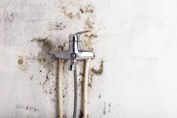 Best Mold Removal Near Me  in Gwinn, MI