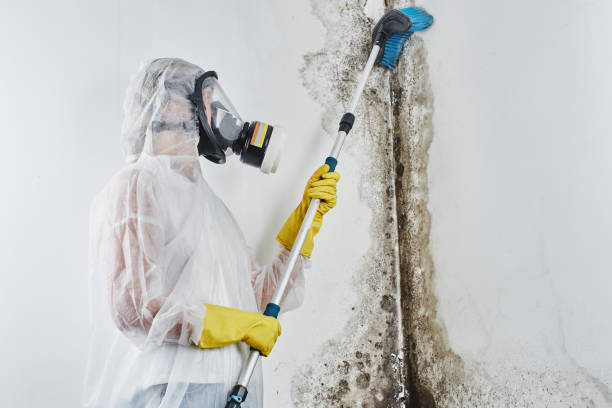 Best Fast Mold Removal  in Gwinn, MI