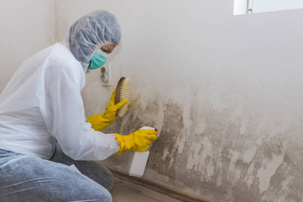 Best Toxic Mold Removal  in Gwinn, MI