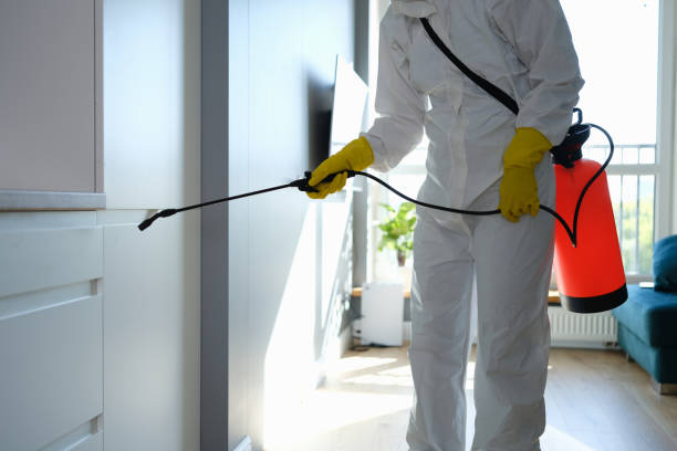 Best Local Mold Removal Service  in Gwinn, MI