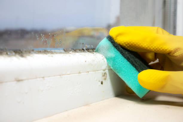 Best Crawl Space Mold Removal  in Gwinn, MI