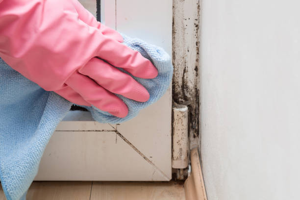 Best Black Mold Removal  in Gwinn, MI