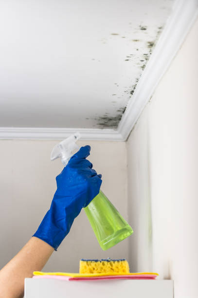 Best Mold Removal Company Near Me  in Gwinn, MI