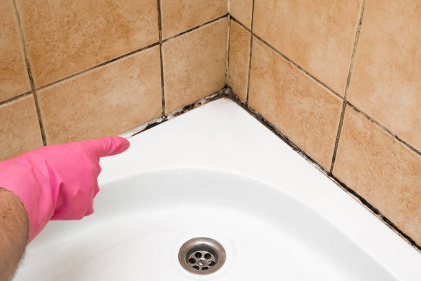 Best Emergency Mold Removal  in Gwinn, MI